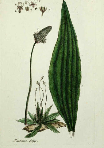 Reproducción/Reproduction 6055489695: Flora Parisiensis. v.1. Paris,P.F. Didot,1776-1783