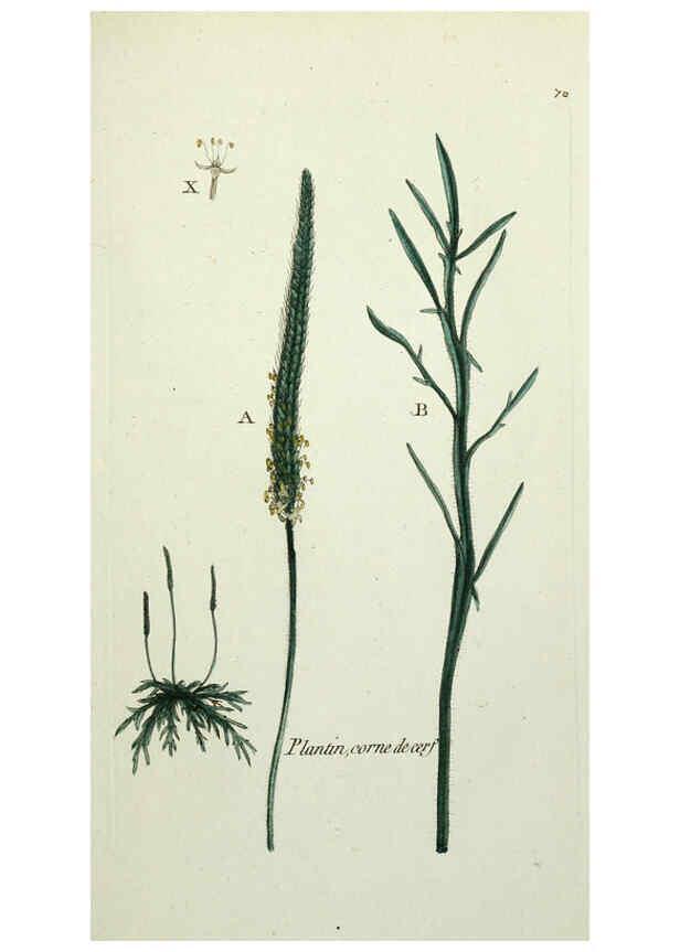 Reproducción/Reproduction 6056037276: Flora Parisiensis. v.1. Paris,P.F. Didot,1776-1783