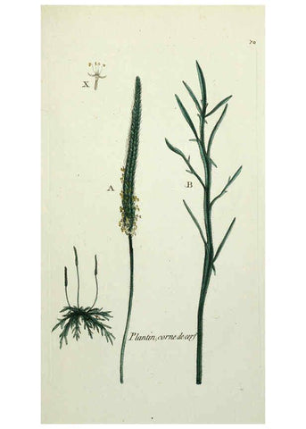 Reproducción/Reproduction 6056037276: Flora Parisiensis. v.1. Paris,P.F. Didot,1776-1783