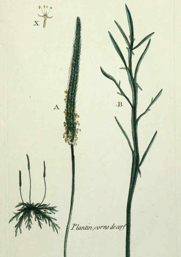 Reproducción/Reproduction 6056037276: Flora Parisiensis. v.1. Paris,P.F. Didot,1776-1783