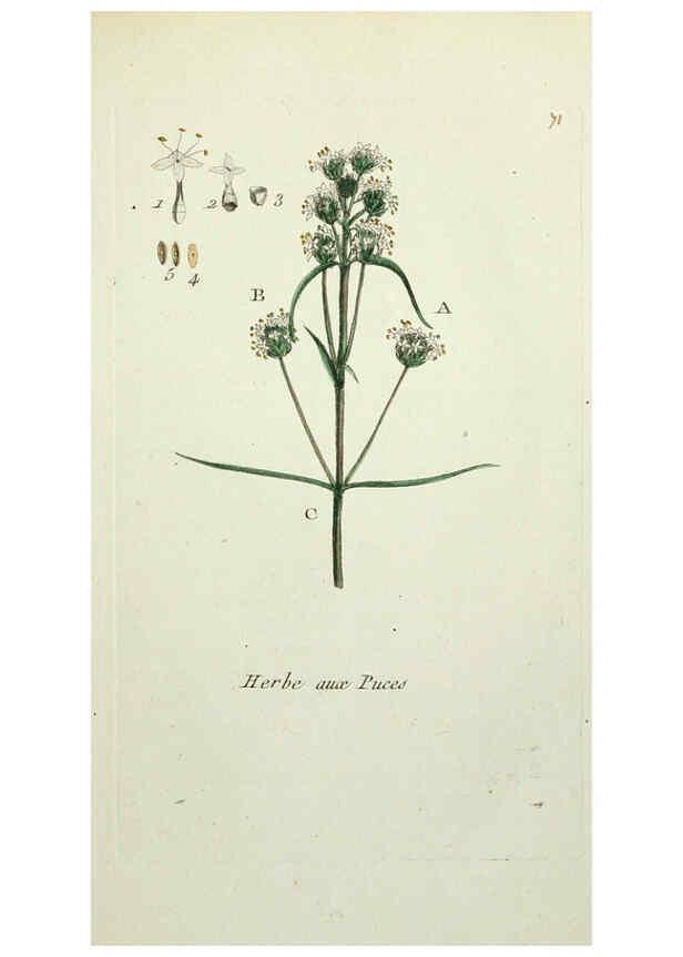 Reproducción/Reproduction 6056037458: Flora Parisiensis. v.1. Paris,P.F. Didot,1776-1783