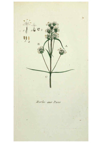 Reproducción/Reproduction 6056037458: Flora Parisiensis. v.1. Paris,P.F. Didot,1776-1783