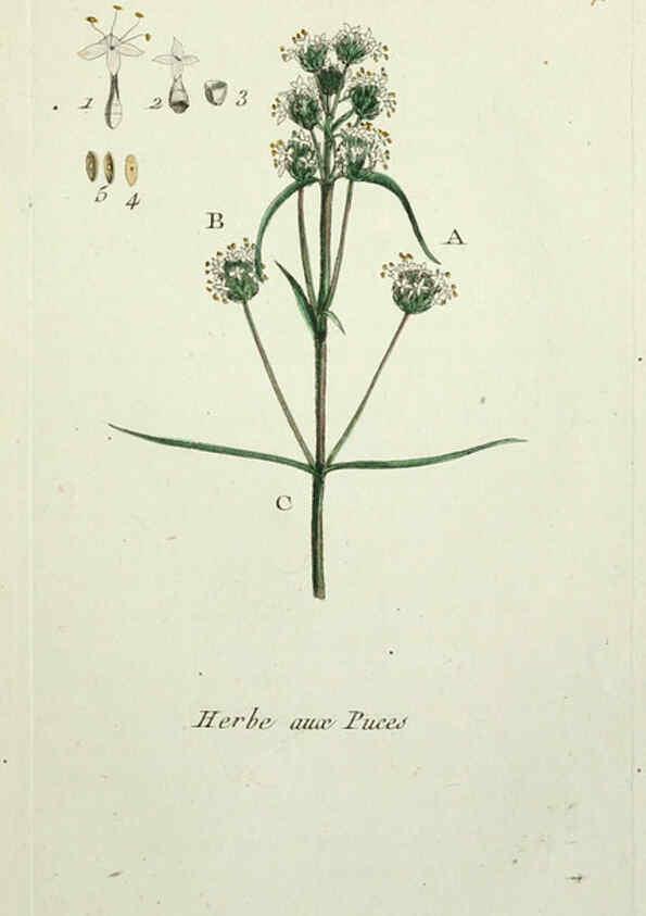 Reproducción/Reproduction 6056037458: Flora Parisiensis. v.1. Paris,P.F. Didot,1776-1783