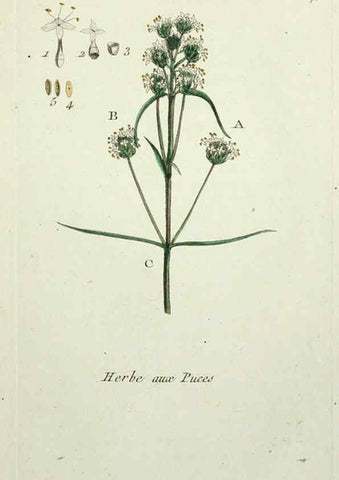 Reproducción/Reproduction 6056037458: Flora Parisiensis. v.1. Paris,P.F. Didot,1776-1783