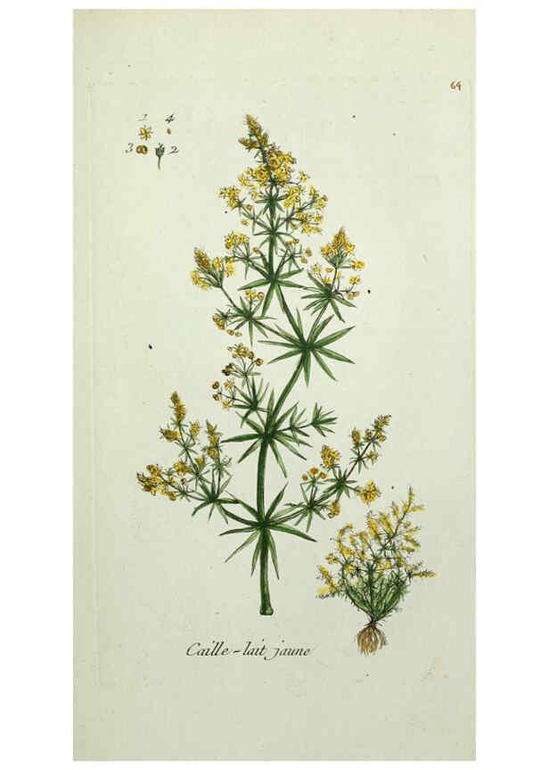 Reproducción/Reproduction 6056028146: Flora Parisiensis. v.1. Paris,P.F. Didot,1776-1783