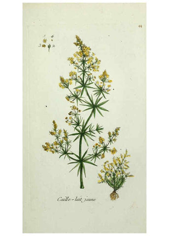Reproducción/Reproduction 6056028146: Flora Parisiensis. v.1. Paris,P.F. Didot,1776-1783