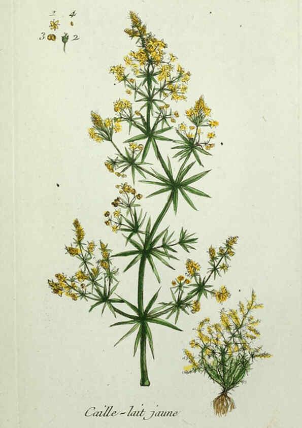 Reproducción/Reproduction 6056028146: Flora Parisiensis. v.1. Paris,P.F. Didot,1776-1783