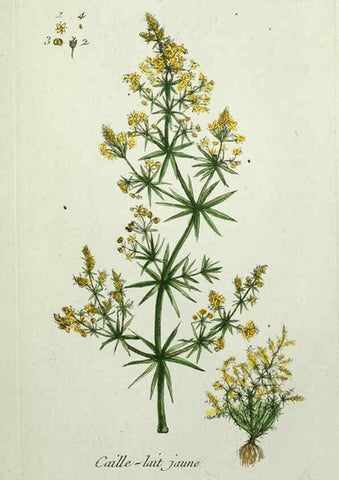 Reproducción/Reproduction 6056028146: Flora Parisiensis. v.1. Paris,P.F. Didot,1776-1783