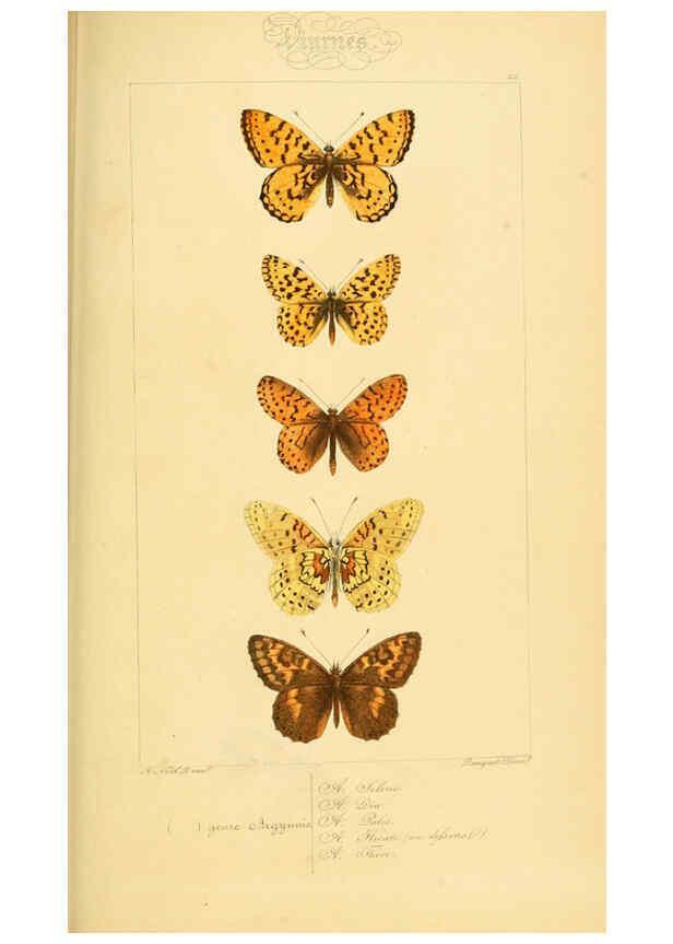 Reproducción/Reproduction 6053830120: Histoire naturelle des lépidoptères d'Europe Paris :L. de Bure,1845