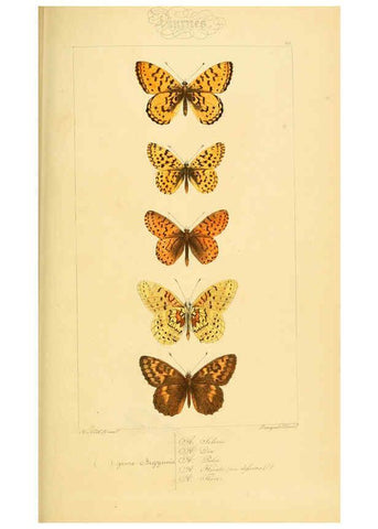 Reproducción/Reproduction 6053830120: Histoire naturelle des lépidoptères d'Europe Paris :L. de Bure,1845