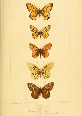 Reproducción/Reproduction 6053830120: Histoire naturelle des lépidoptères d'Europe Paris :L. de Bure,1845