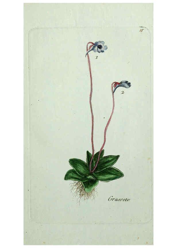 Reproducción/Reproduction 6055470625: Flora Parisiensis. v.1. Paris,P.F. Didot,1776-1783