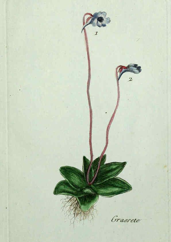 Reproducción/Reproduction 6055470625: Flora Parisiensis. v.1. Paris,P.F. Didot,1776-1783