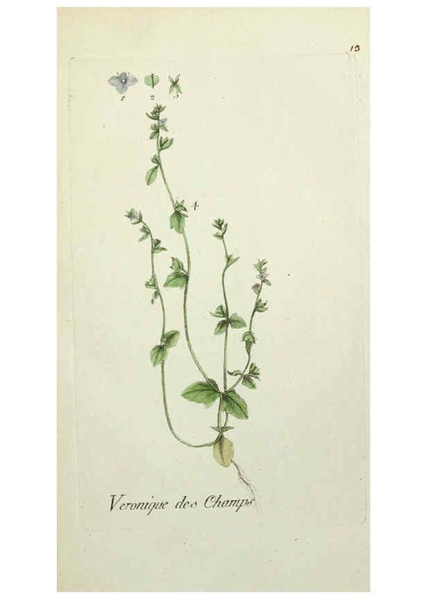 Reproducción/Reproduction 6055470263: Flora Parisiensis. v.1. Paris,P.F. Didot,1776-1783