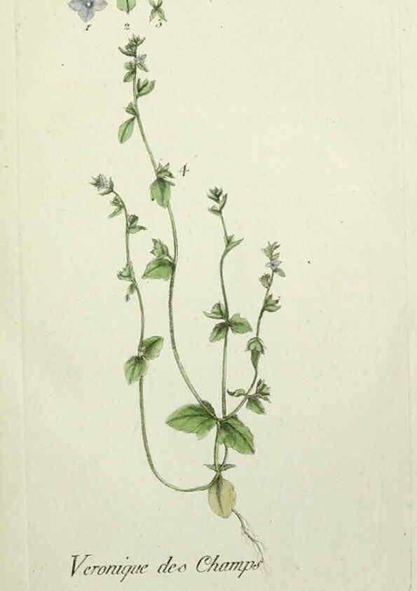 Reproducción/Reproduction 6055470263: Flora Parisiensis. v.1. Paris,P.F. Didot,1776-1783