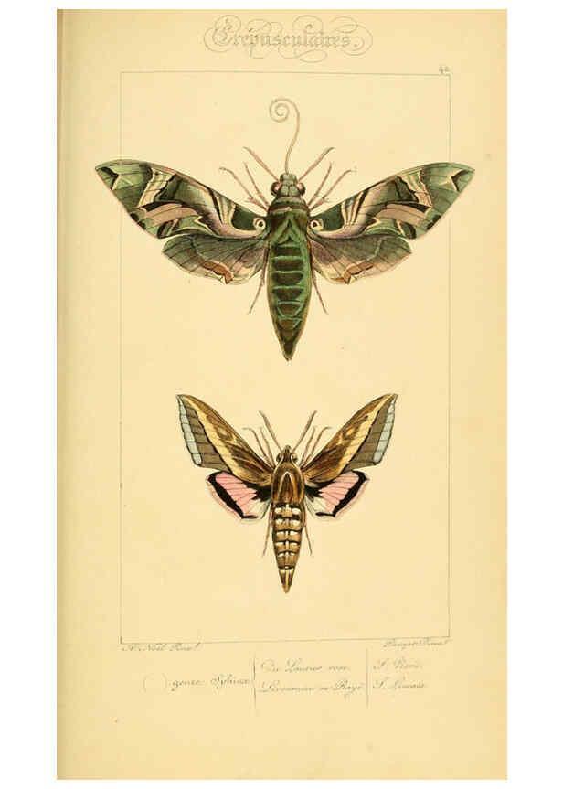 Reproducción/Reproduction 6053307303: Histoire naturelle des lépidoptères d'Europe Paris :L. de Bure,1845
