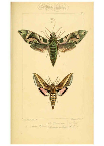 Reproducción/Reproduction 6053307303: Histoire naturelle des lépidoptères d'Europe Paris :L. de Bure,1845