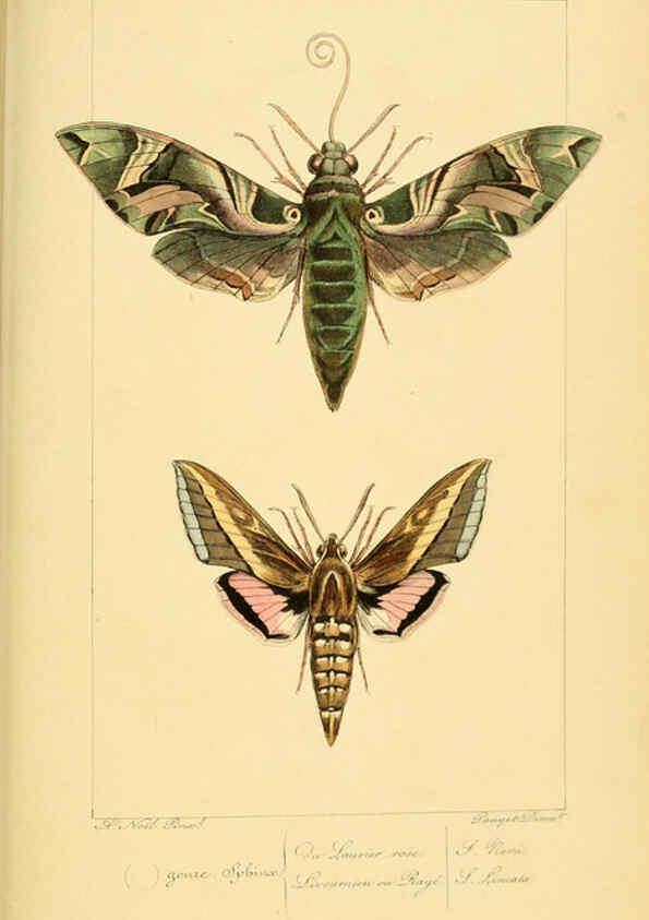 Reproducción/Reproduction 6053307303: Histoire naturelle des lépidoptères d'Europe Paris :L. de Bure,1845