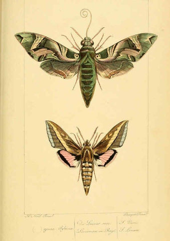 Reproducción/Reproduction 6053307303: Histoire naturelle des lépidoptères d'Europe Paris :L. de Bure,1845