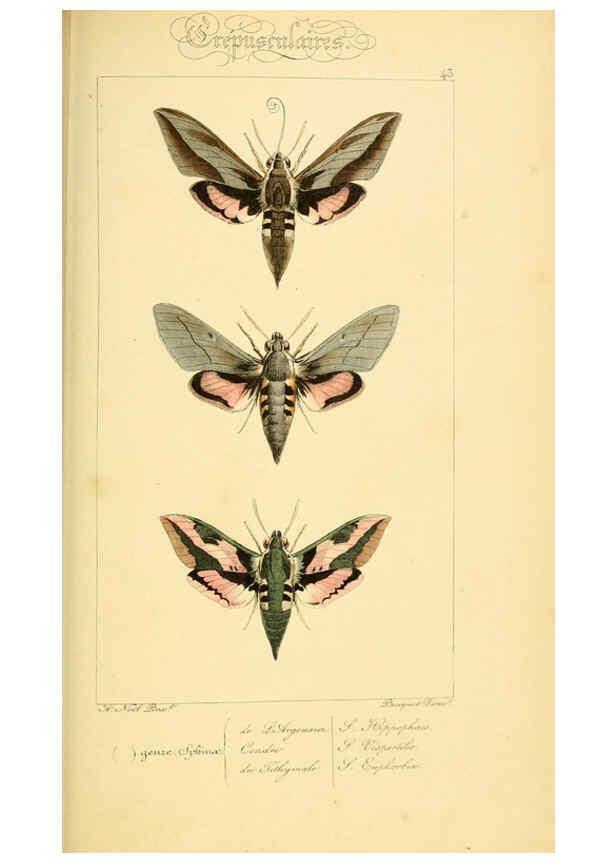 Reproducción/Reproduction 6053307653: Histoire naturelle des lépidoptères d'Europe Paris :L. de Bure,1845