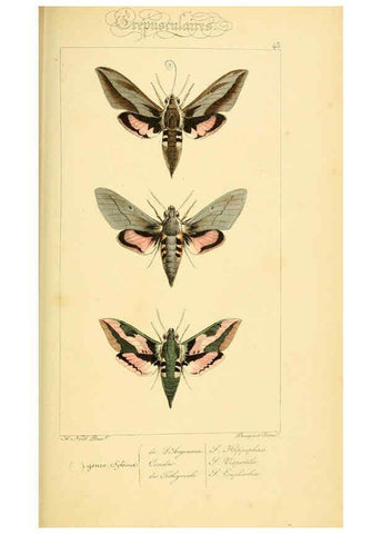 Reproducción/Reproduction 6053307653: Histoire naturelle des lépidoptères d'Europe Paris :L. de Bure,1845