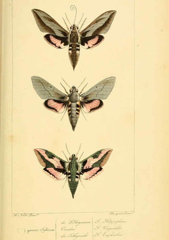 Reproducción/Reproduction 6053307653: Histoire naturelle des lépidoptères d'Europe Paris :L. de Bure,1845