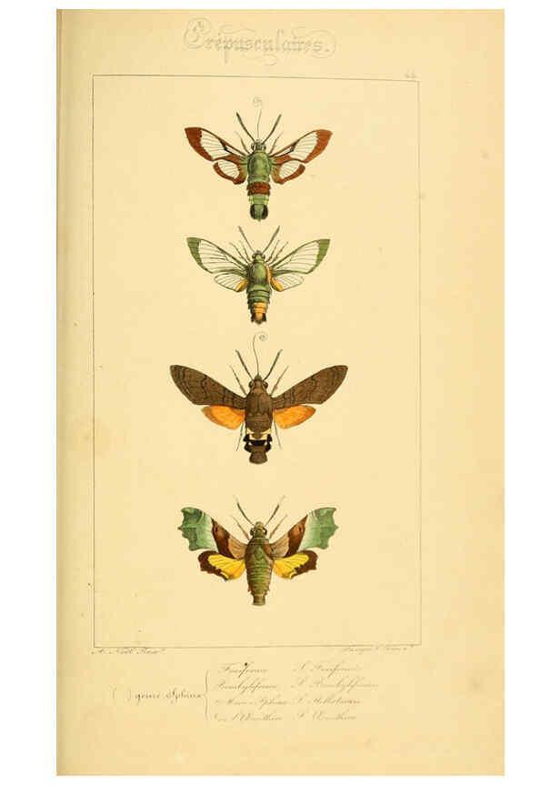 Reproducción/Reproduction 6053857016: Histoire naturelle des lépidoptères d'Europe Paris :L. de Bure,1845