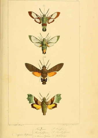 Reproducción/Reproduction 6053857016: Histoire naturelle des lépidoptères d'Europe Paris :L. de Bure,1845