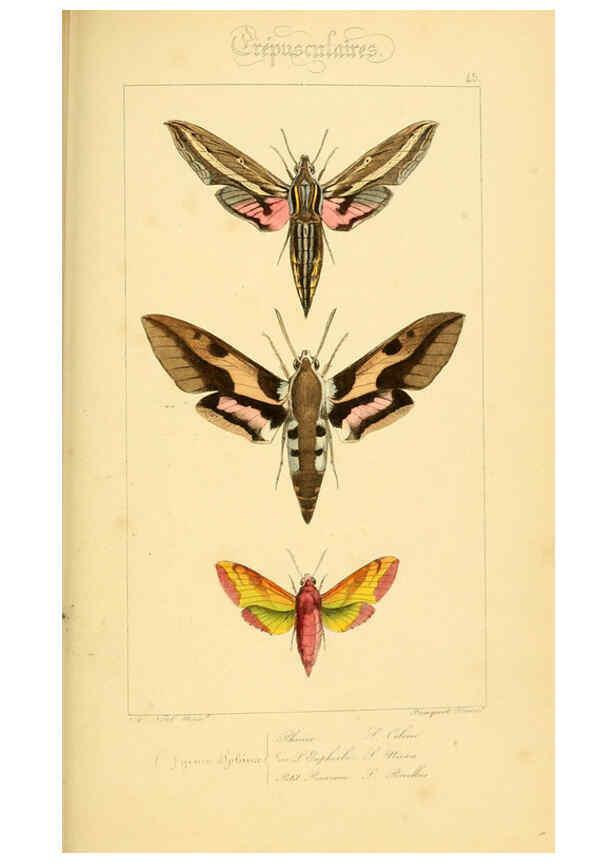 Reproducción/Reproduction 6053308277: Histoire naturelle des lépidoptères d'Europe Paris :L. de Bure,1845