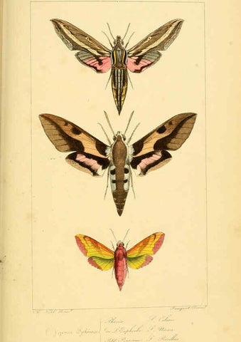 Reproducción/Reproduction 6053308277: Histoire naturelle des lépidoptères d'Europe Paris :L. de Bure,1845