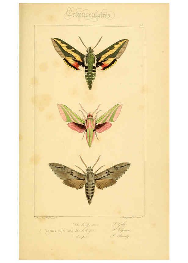 Reproducción/Reproduction 6053857902: Histoire naturelle des lépidoptères d'Europe Paris :L. de Bure,1845