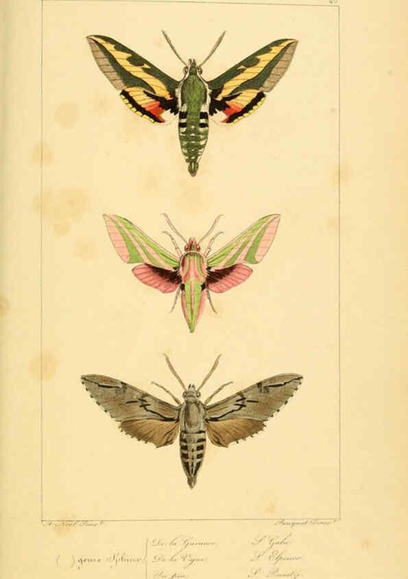 Reproducción/Reproduction 6053857902: Histoire naturelle des lépidoptères d'Europe Paris :L. de Bure,1845