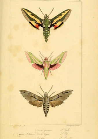 Reproducción/Reproduction 6053857902: Histoire naturelle des lépidoptères d'Europe Paris :L. de Bure,1845