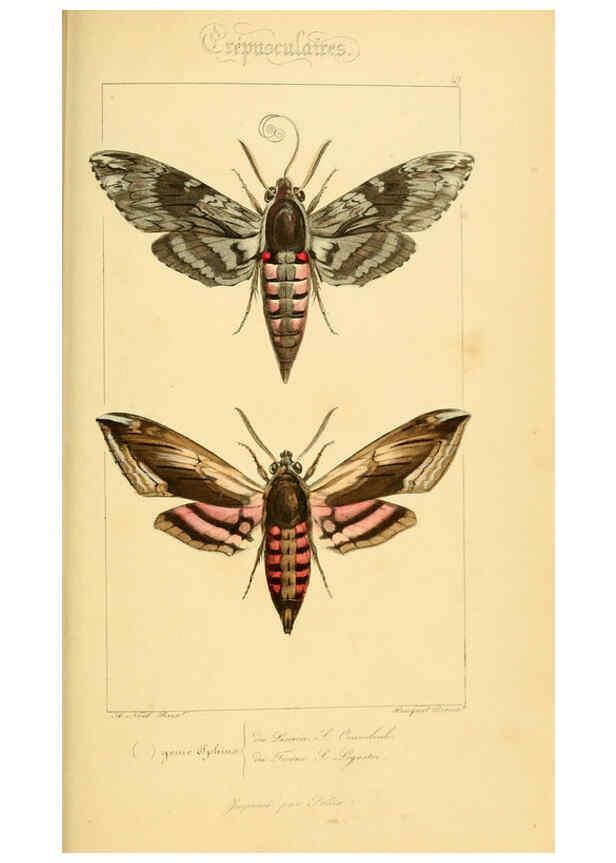 Reproducción/Reproduction 6053858546: Histoire naturelle des lépidoptères d'Europe Paris :L. de Bure,1845