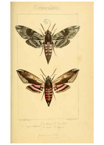 Reproducción/Reproduction 6053858546: Histoire naturelle des lépidoptères d'Europe Paris :L. de Bure,1845