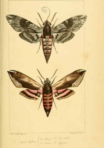 Reproducción/Reproduction 6053858546: Histoire naturelle des lépidoptères d'Europe Paris :L. de Bure,1845
