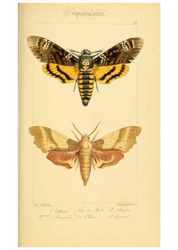 Reproducción/Reproduction 6053858804: Histoire naturelle des lépidoptères d'Europe Paris :L. de Bure,1845