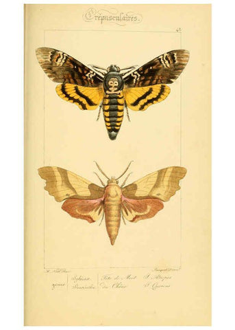 Reproducción/Reproduction 6053858804: Histoire naturelle des lépidoptères d'Europe Paris :L. de Bure,1845