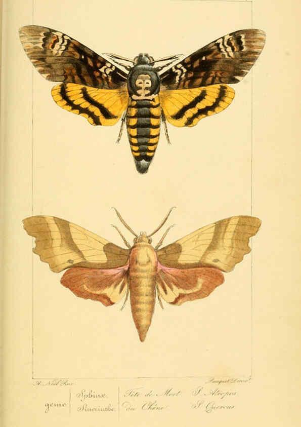 Reproducción/Reproduction 6053858804: Histoire naturelle des lépidoptères d'Europe Paris :L. de Bure,1845
