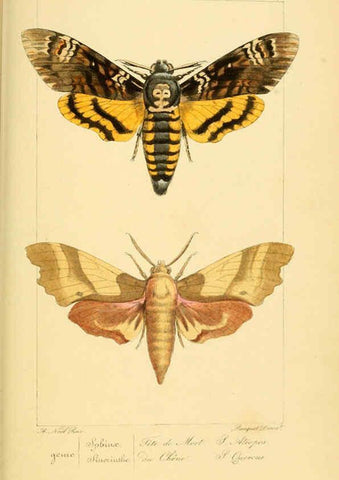 Reproducción/Reproduction 6053858804: Histoire naturelle des lépidoptères d'Europe Paris :L. de Bure,1845