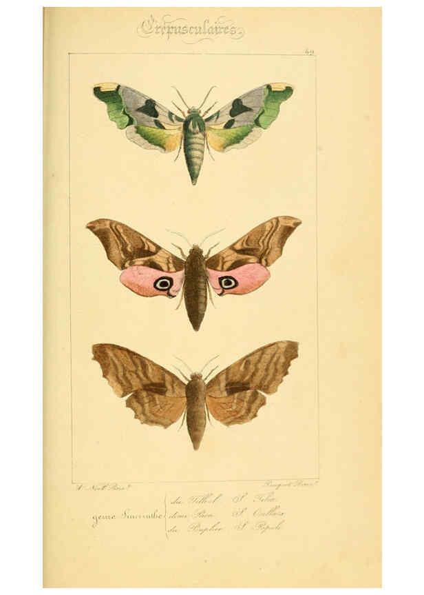 Reproducción/Reproduction 6053310045: Histoire naturelle des lépidoptères d'Europe Paris :L. de Bure,1845