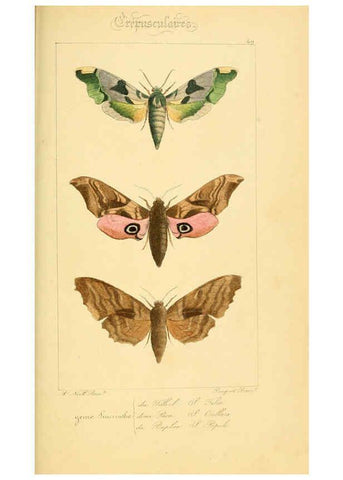 Reproducción/Reproduction 6053310045: Histoire naturelle des lépidoptères d'Europe Paris :L. de Bure,1845