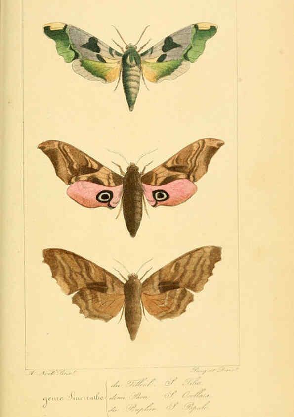 Reproducción/Reproduction 6053310045: Histoire naturelle des lépidoptères d'Europe Paris :L. de Bure,1845