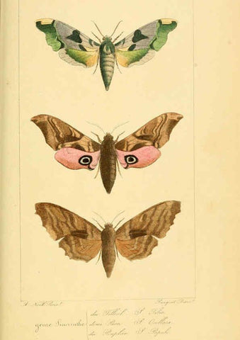 Reproducción/Reproduction 6053310045: Histoire naturelle des lépidoptères d'Europe Paris :L. de Bure,1845
