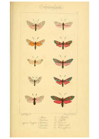 Reproducción/Reproduction 6053859450: Histoire naturelle des lépidoptères d'Europe Paris :L. de Bure,1845