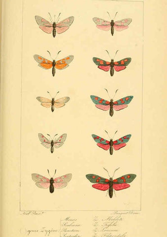 Reproducción/Reproduction 6053859450: Histoire naturelle des lépidoptères d'Europe Paris :L. de Bure,1845