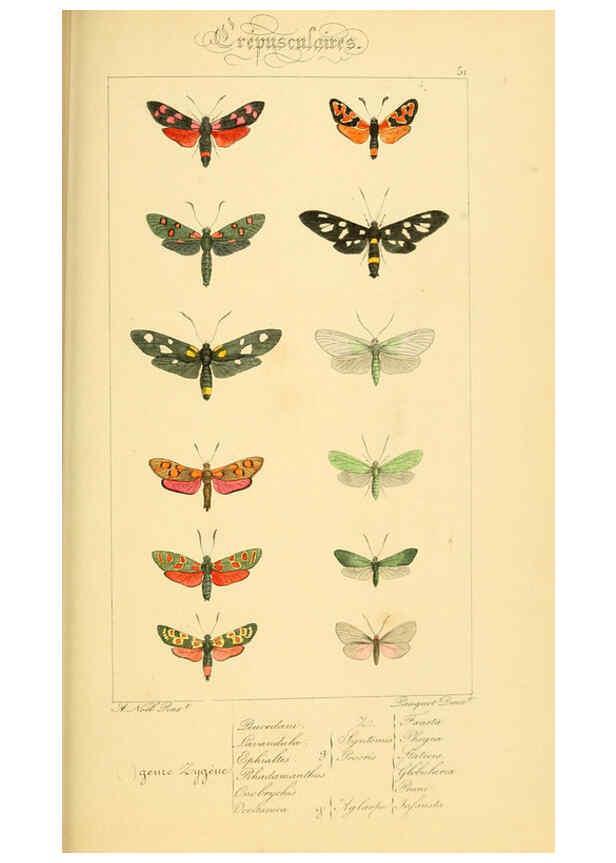 Reproducción/Reproduction 6053310705: Histoire naturelle des lépidoptères d'Europe Paris :L. de Bure,1845