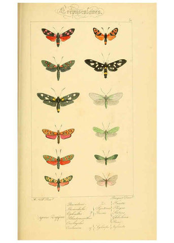 Reproducción/Reproduction 6053310705: Histoire naturelle des lépidoptères d'Europe Paris :L. de Bure,1845