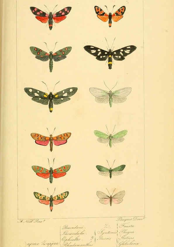 Reproducción/Reproduction 6053310705: Histoire naturelle des lépidoptères d'Europe Paris :L. de Bure,1845