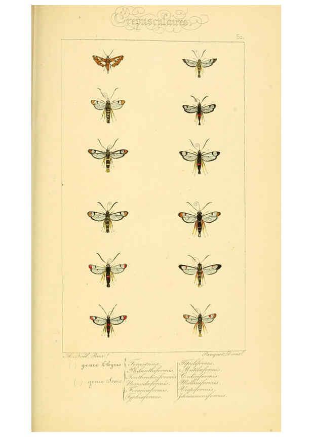 Reproducción/Reproduction 6053310935: Histoire naturelle des lépidoptères d'Europe Paris :L. de Bure,1845